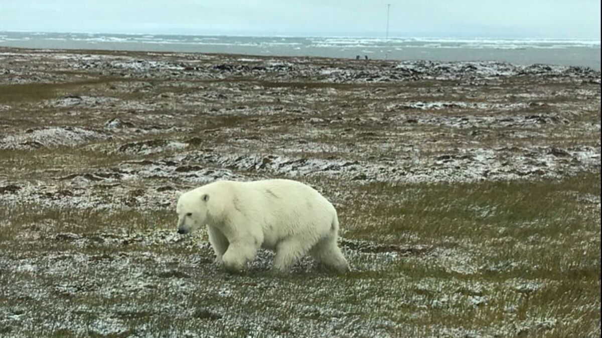 A polar bear walks near the Alaska village of Kaktovik on the Beaufort Sea in September. Groups suing over an oil-drilling plan say the Trump administration failed to consider the effects of drilling on polar bears and other endangered species.