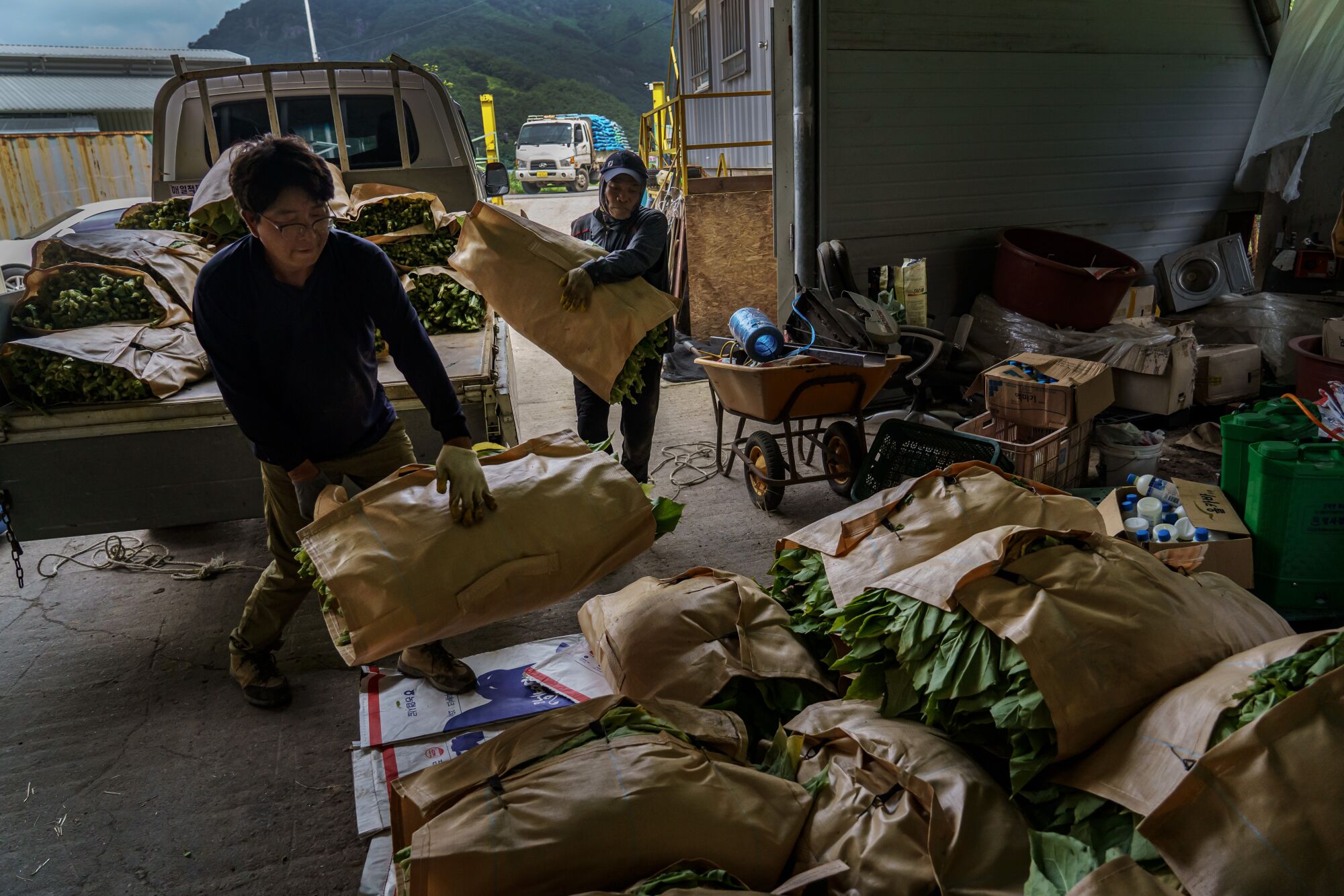 Park Jong-bum, left, and Natawat Tongratoke unload bales of tobacco leaves collected from the fields.