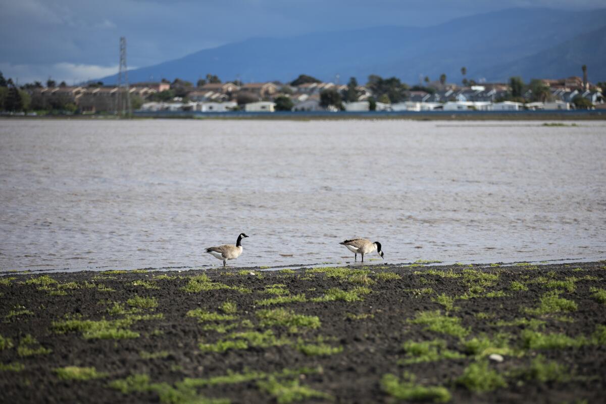 Geese walk through a partly flooded field near the main canal in Salinas on March 14, 2023. Photo by Martin do Nascimento, CalMatters
