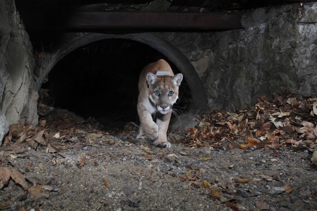 A mountain lion walks across leaf-scattered ground.