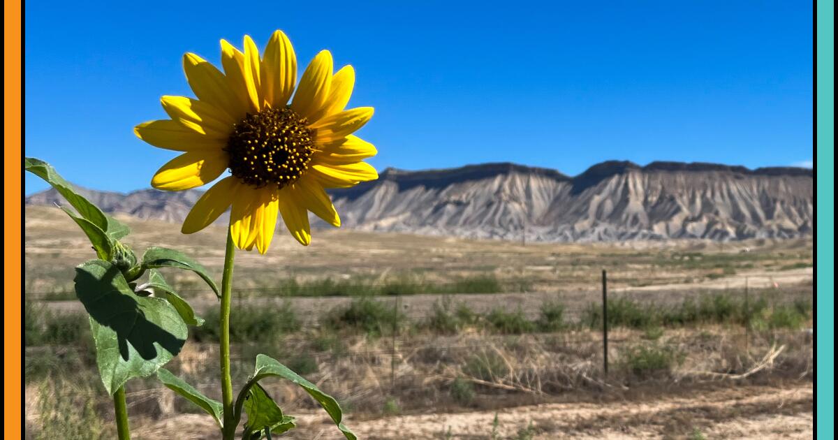 Drop the doom scroll. The open road offers hope, optimism, sunflowers