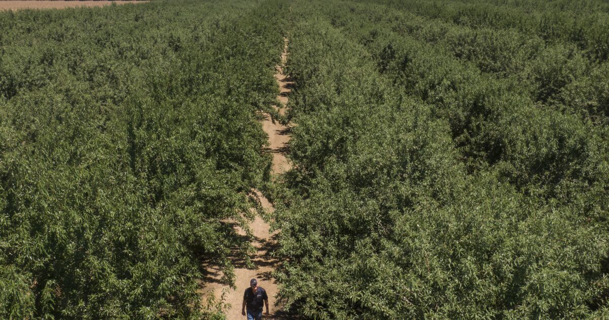 Should California stop growing almonds and alfalfa?