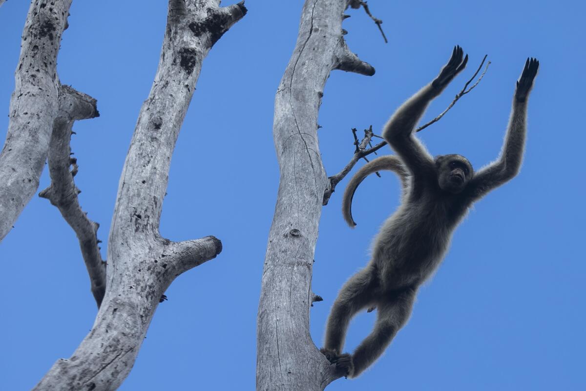 A northern muriqui monkey jumps from a tree in Caratinga, Minas Gerais state, Brazil
