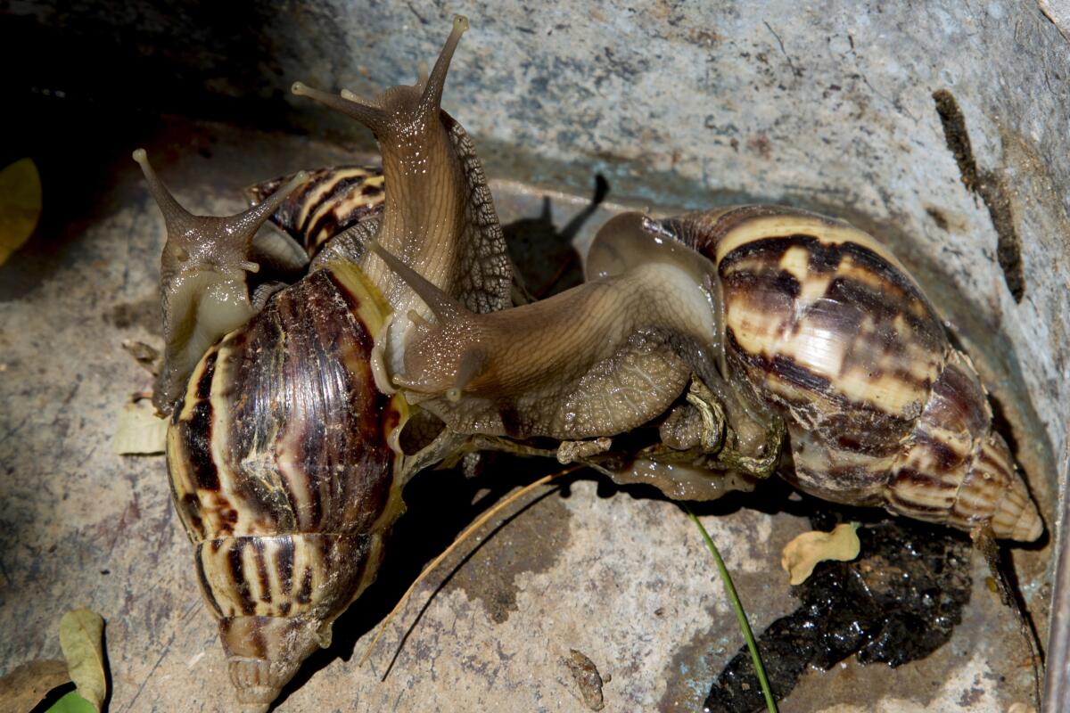 FILE - A rout of giant African snails gather on Aug. 28, 2019, in a corner in Havana, Cuba. Invasive giant African land snails that can eat building plaster and stucco, consume hundreds of varieties of plants and carry diseases that affect humans have been detected once again in Florida, where officials said Thursday, July 7, 2022, work has begun to eradicate the pests. (AP Photo/Ismael Francisco, File)