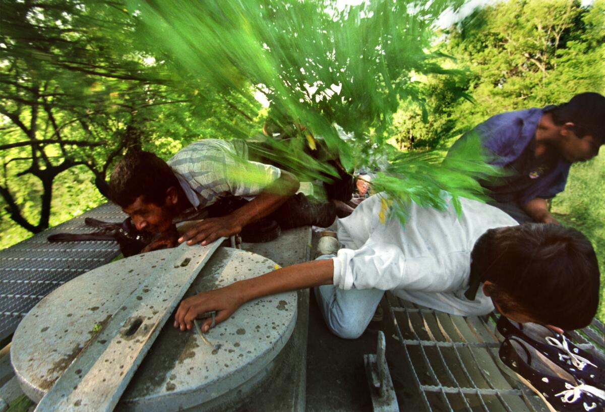 Honduran stowaways crouch to avoid tree branches as their freight train speeds through the jungle in Chiapas, Mexico, in 2000.