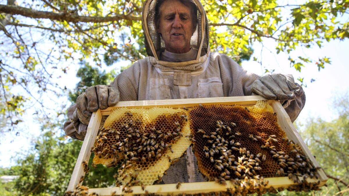 Es temporada de enjambres de abejas. Esto es lo que significa.