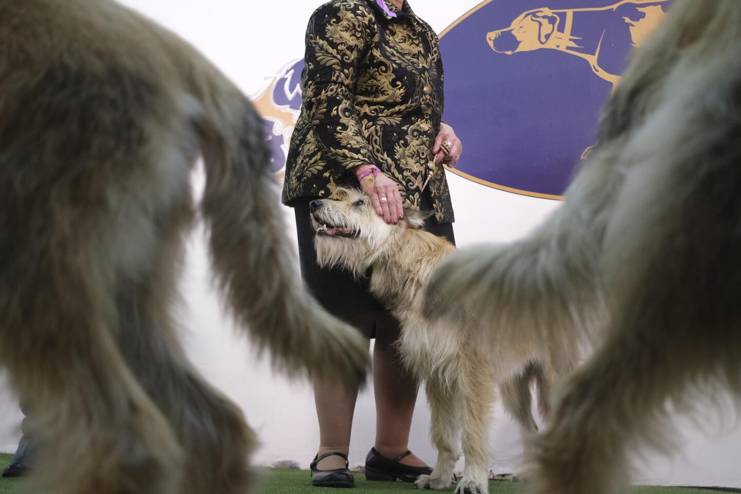 Westminster Dog Show