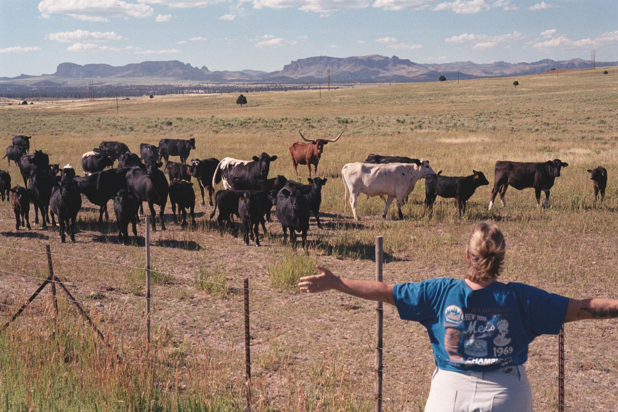 Cows along Utah's Scenic Byway 12 between Panguitch and Tropic.