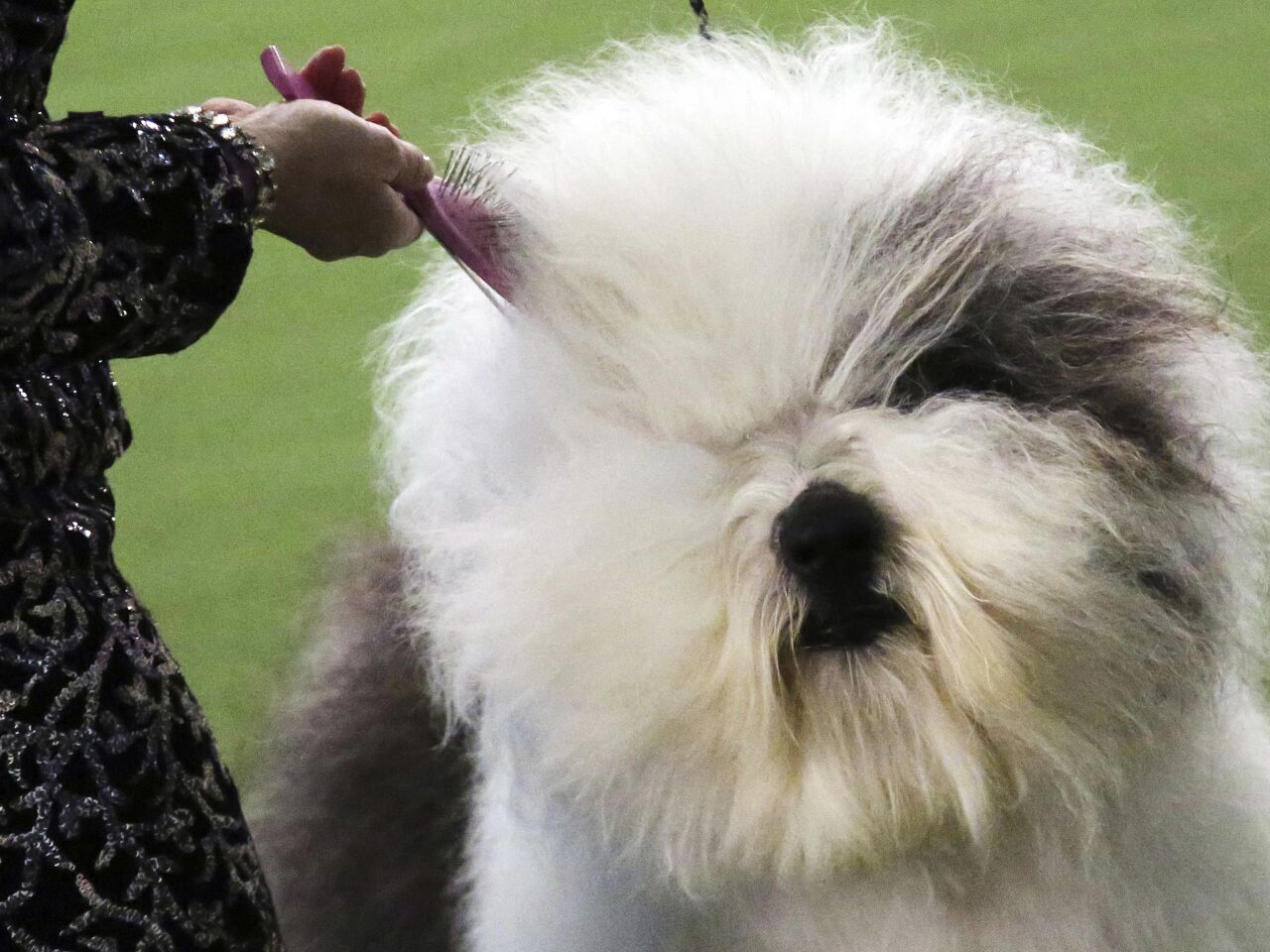 which breed of dog has never won the title of best in show at the annual westminster dogshow