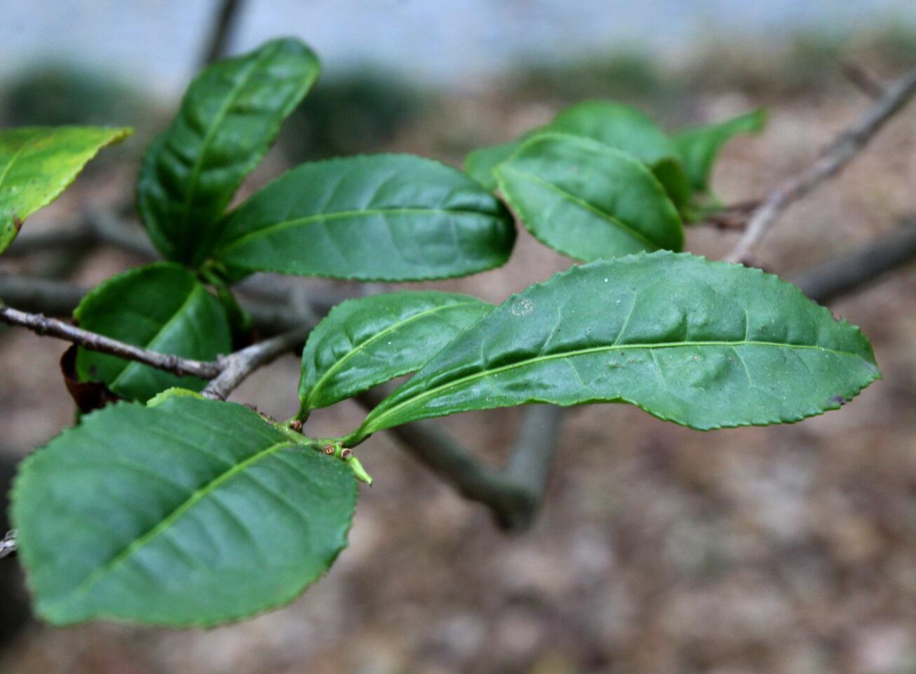 Photo Gallery: Descanso Gardens' Camellia and Tea Festival