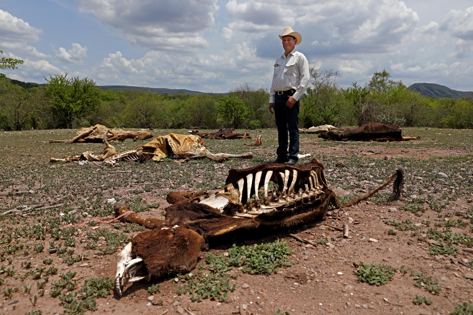 A rancher stands amid a field of cattle carcasses