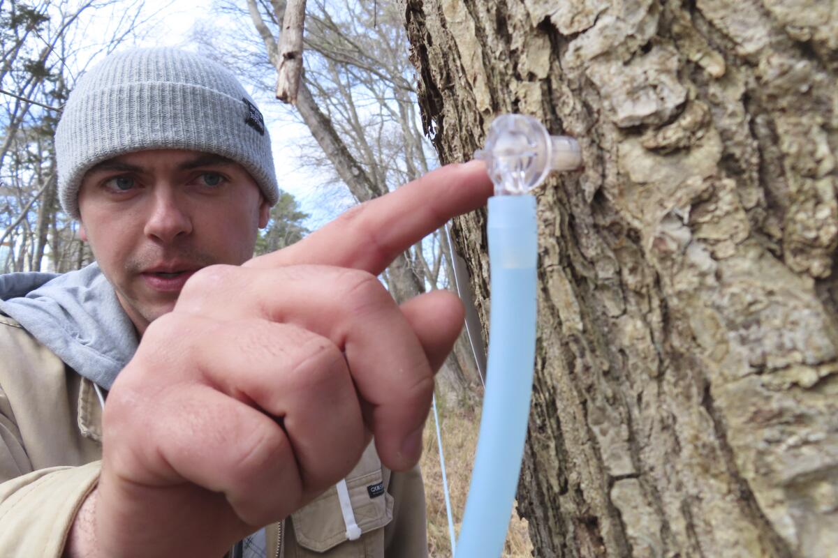 A man in a knit cap points to a tap he just placed into a red maple tree.