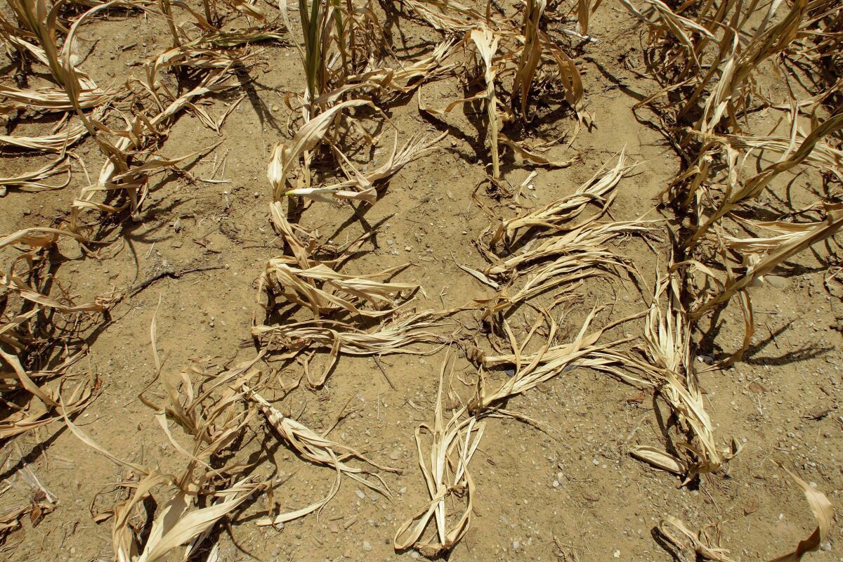 FILE - In this Monday, July 16, 2012 file photo, corn stalks struggling from lack of rain and a heat wave covering most of the U.S. lie flat on the ground in Farmingdale, Ill. To save the planet, the world needs to tackle twin crises of climate change and species loss together, using solutions that fix both not just one, two different teams of United Nations scientists said in a joint report released on Thursday, June 10, 2021. (AP Photo/Seth Perlman, File)