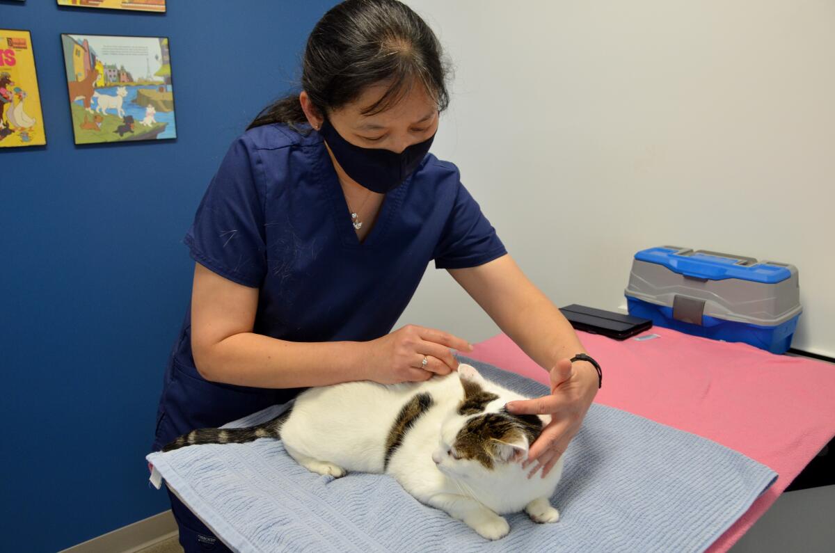 Veterinarian T-Na Tran applies acupuncture to Scitzy at the Animal Wellness Center of OC.