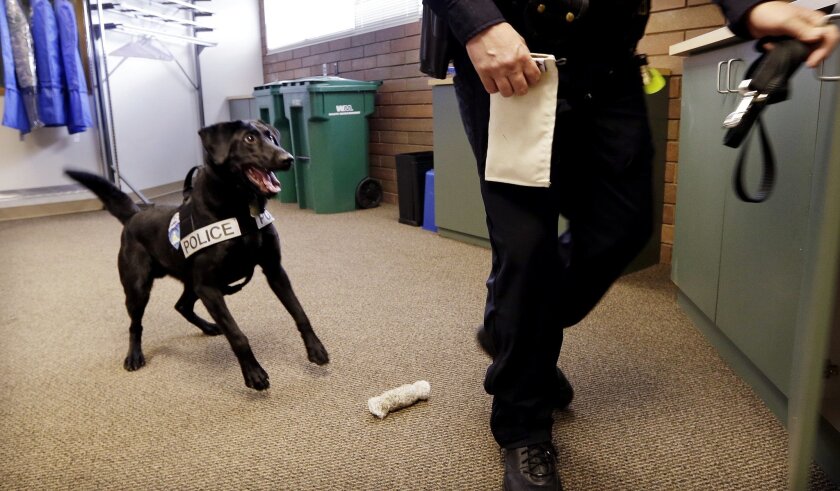 In this photo taken May 30, 2013, drug-sniffing police dog Dusty waits for handler Officer Duke Roessel to retrieve a stash of heroin the dog located during a training session at the police station in Bremerton, Wash.