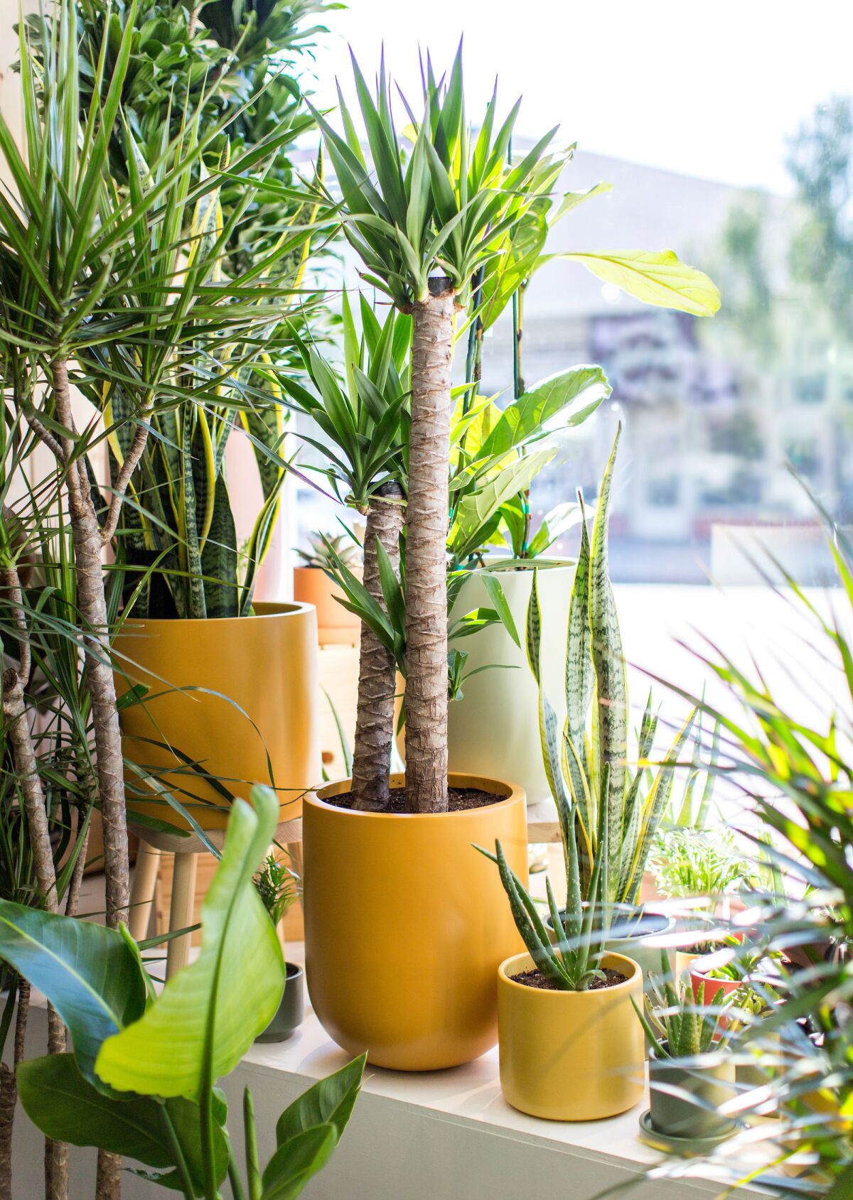Yucca and sansevieria at The Sill in West Hollywood.
