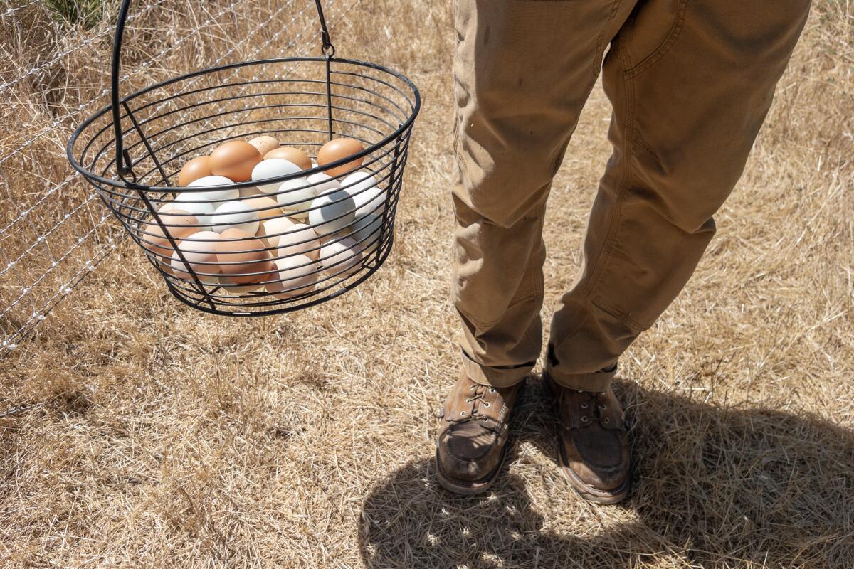 Hens at ?mevive provide fresh eggs.