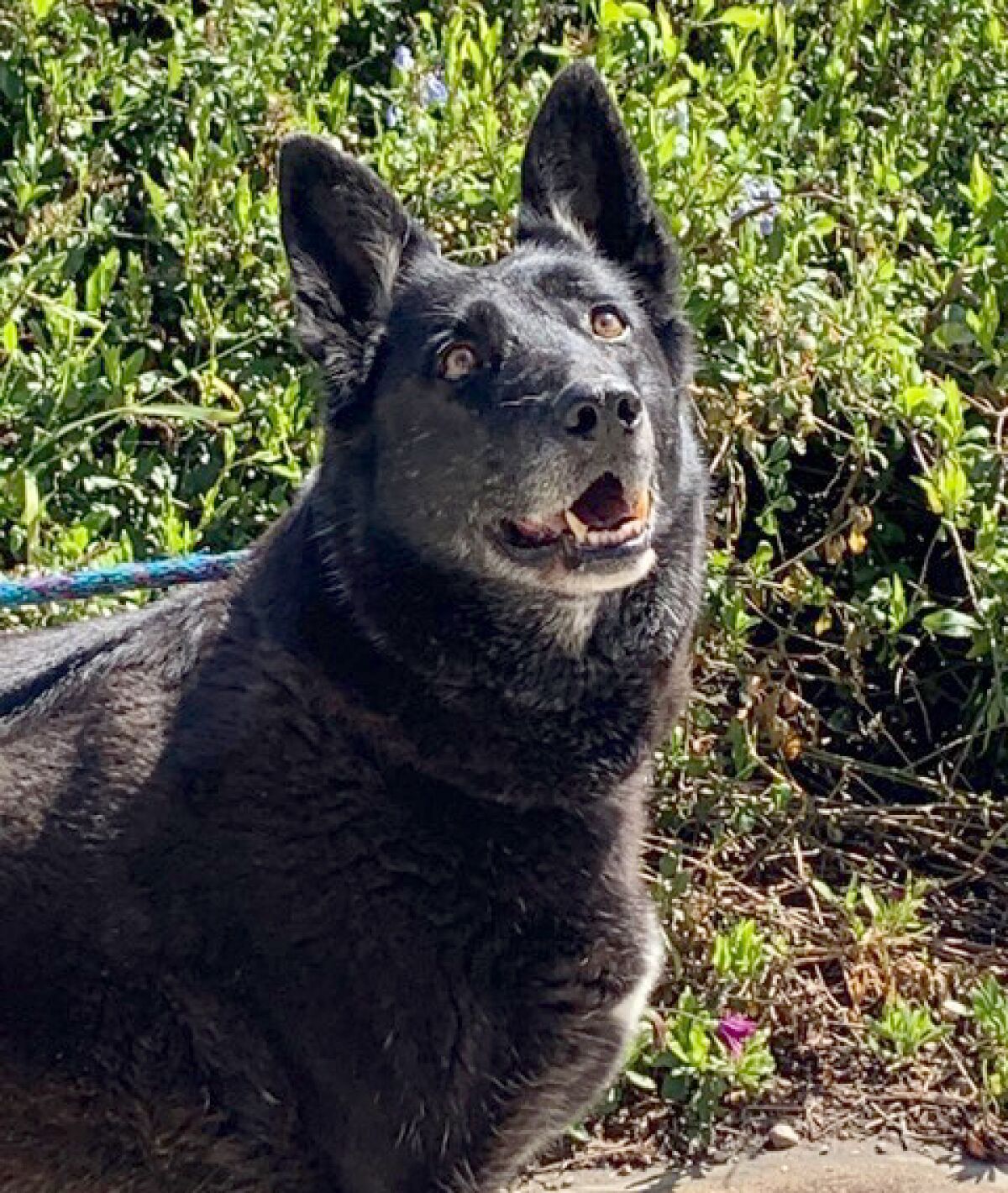Raven certainly doesn’t act her age! At 8 years old, she loves long walks—a perfect activity during quarantine. Although Ramona Adopt-A-Purr obviously adopts felines, they’ve helped all types of animals find their forever homes.