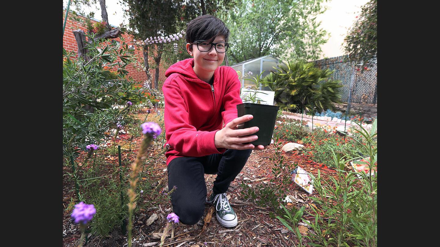 Photo Gallery: 8th grade student plants butterfly garden at Rosemont Middle School