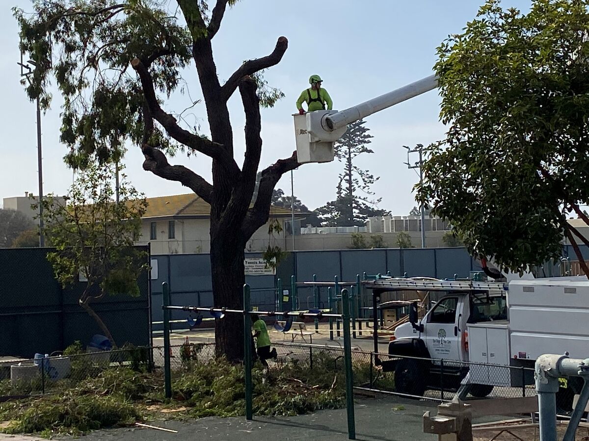 On Tuesday morning, Nov. 12, a 50-foot eucalyptus tree that has apparently provided shade to the La Jolla Recreation Center playground for decades, was removed by workers from San Diego Tree Care.