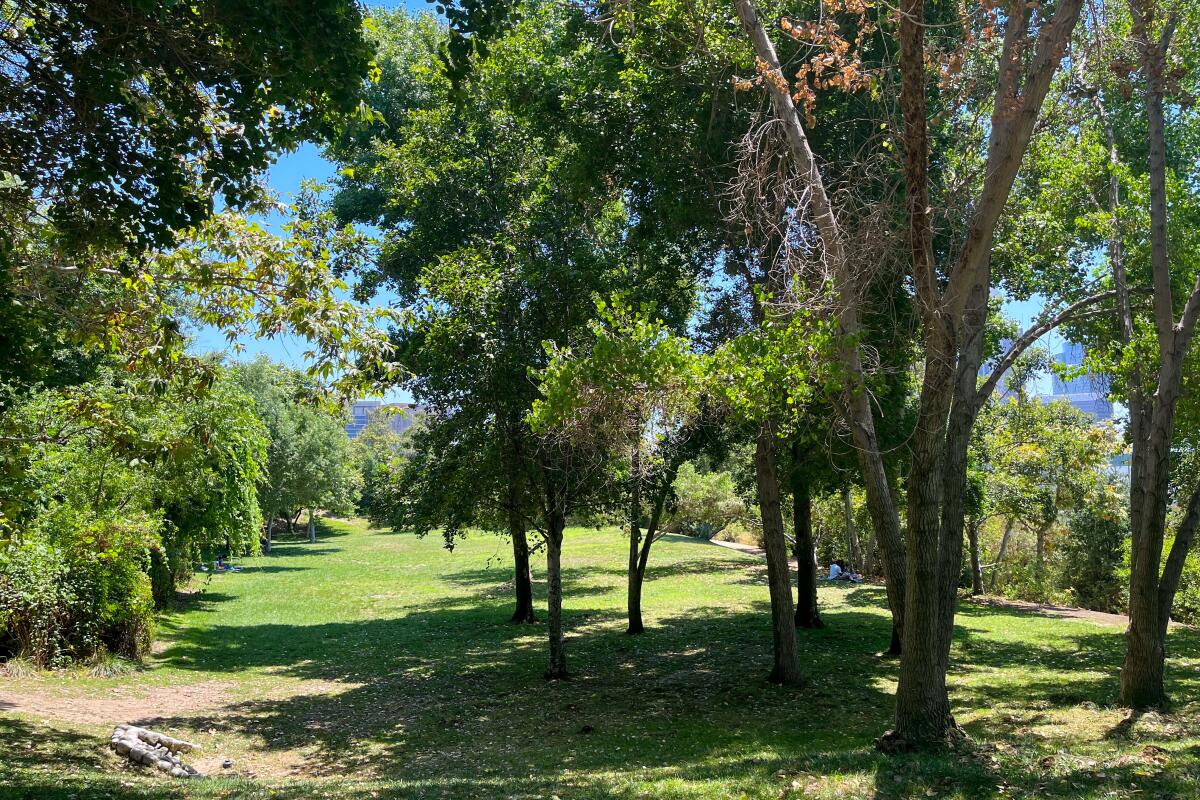 Large trees at Vista Hermosa Natural Park in Echo Park