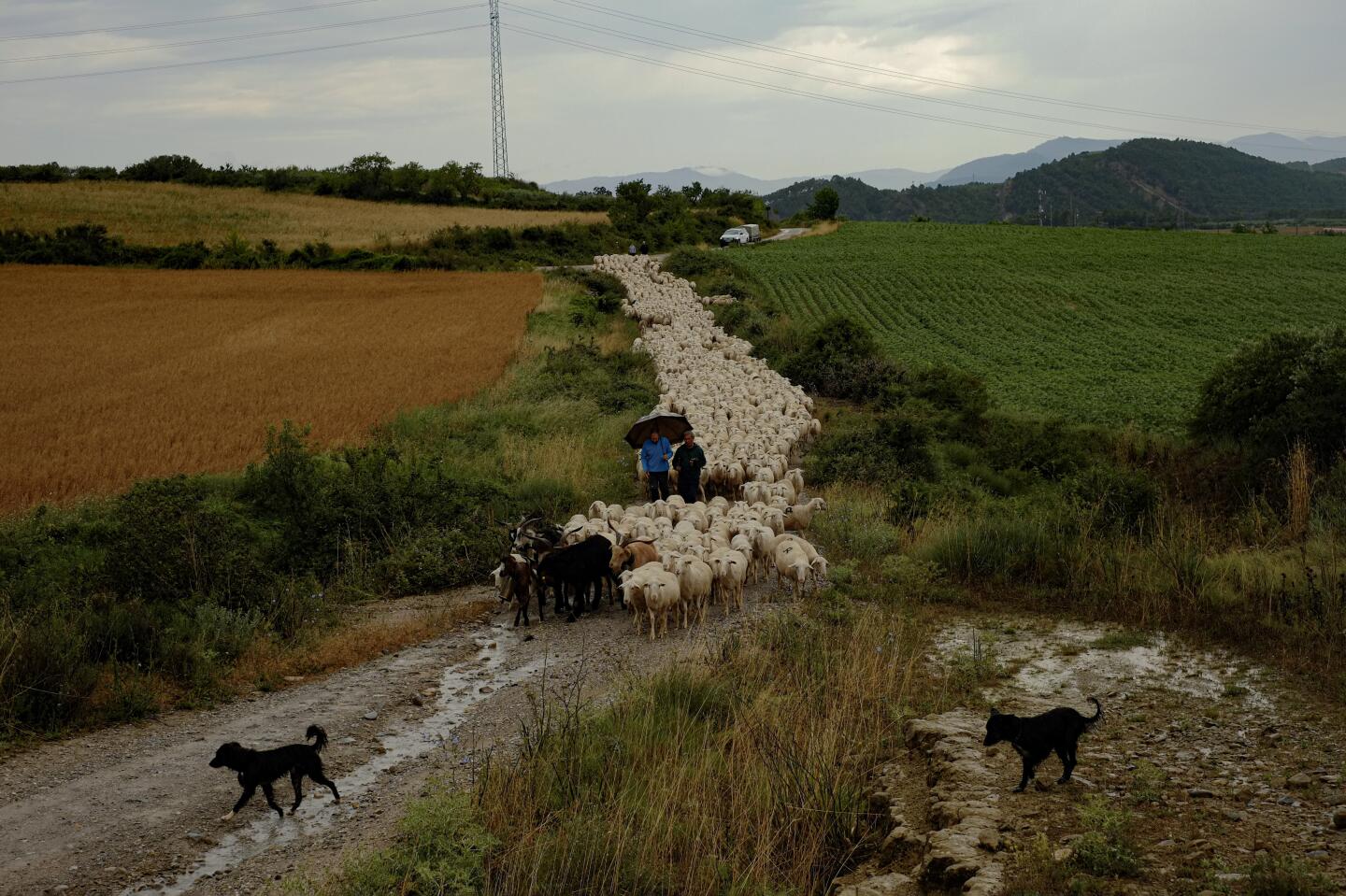 ESPAÑA-TRASHUMANCIA FOTOGALERÍA