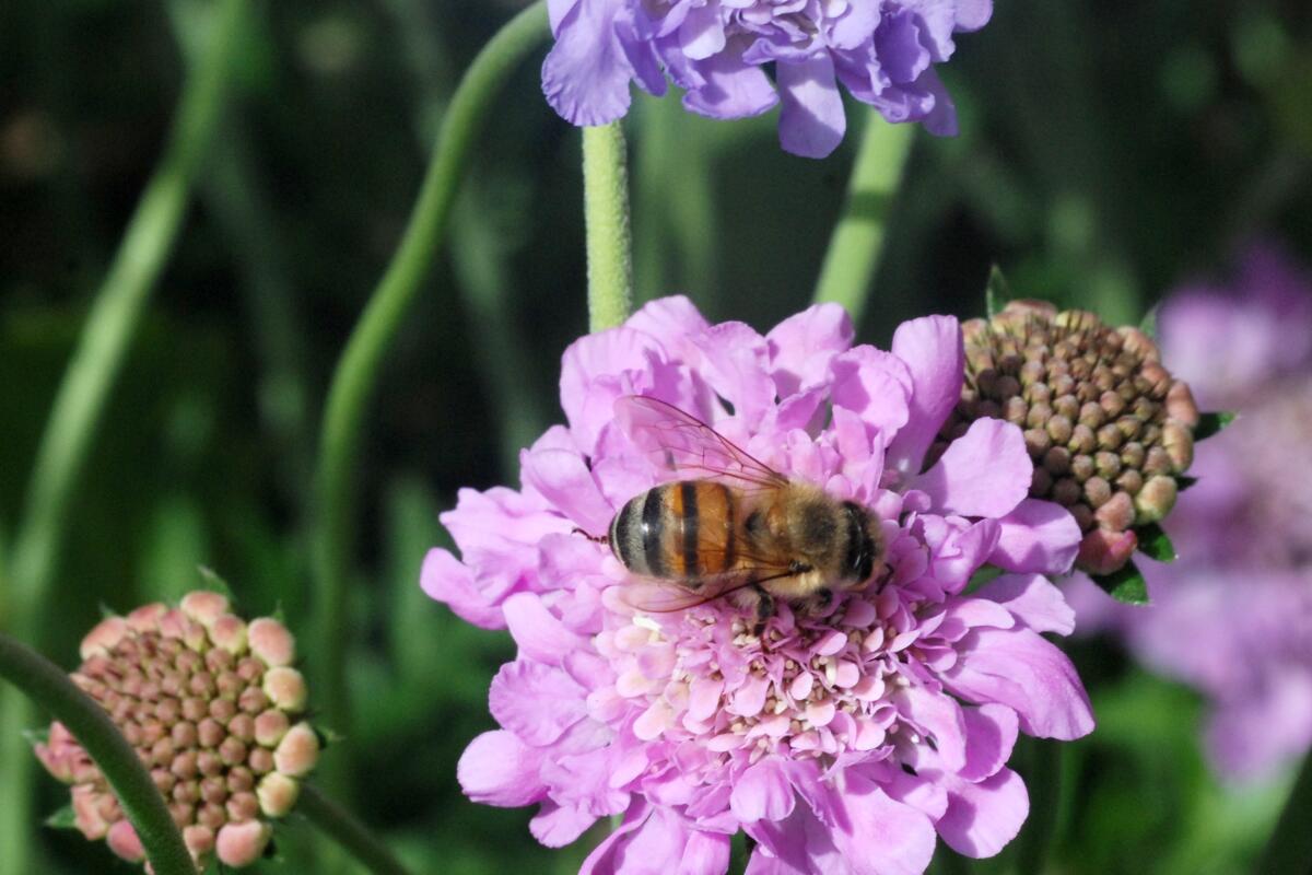 A bee pollinates a pincushion flower.