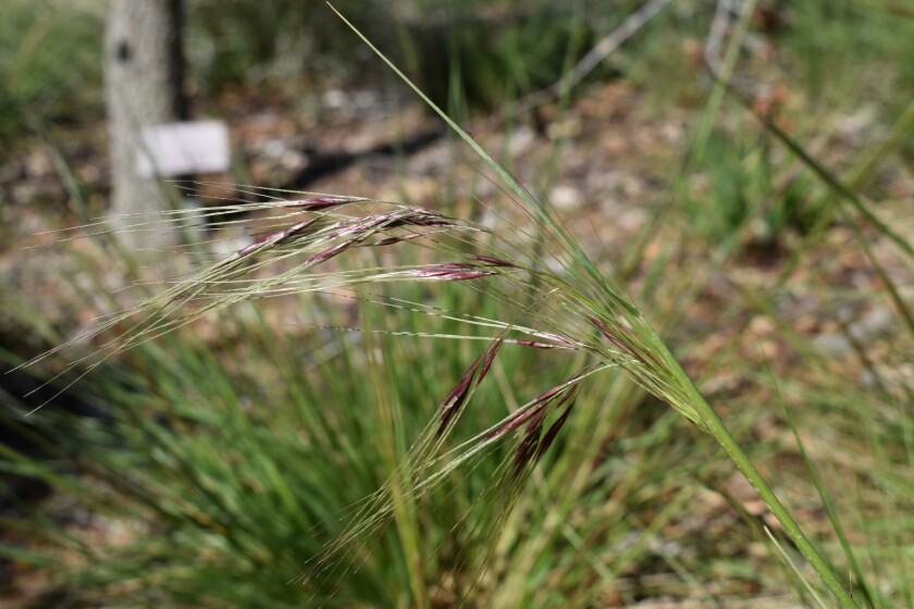 Purple needle grass