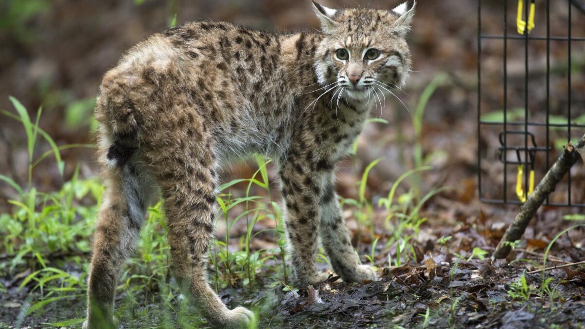 A bobcat shattered a glass door leading into a Brentwood home late Tuesday. In this 2016 photo, a young bobcat looks around as it is released in the forest near Bloomington, Ind.