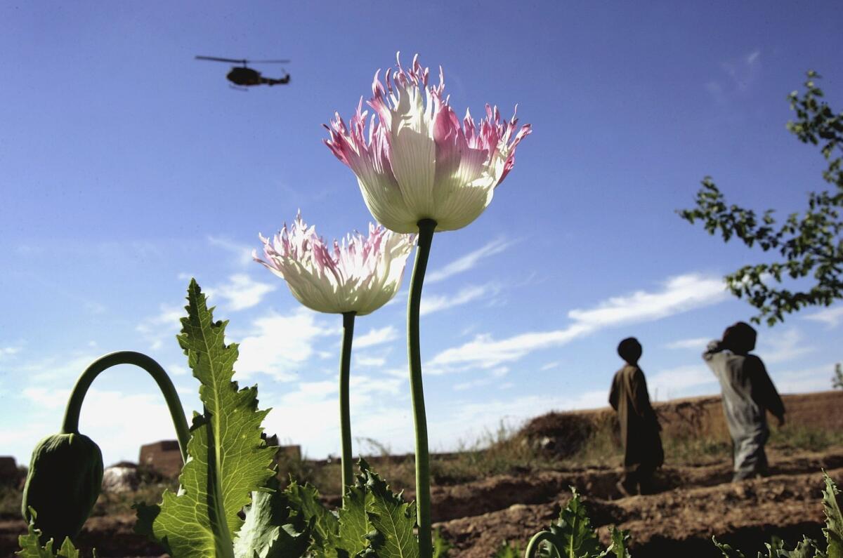 A 2006 photograph of a U.S. helicopter flying over the opium poppy fields near Lashkar Gah.