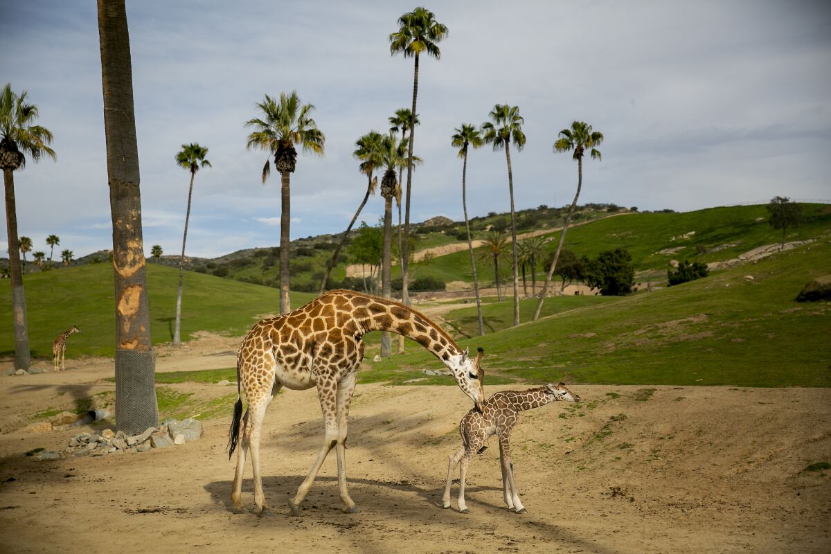 Acacia the giraffe tends to her calf at the Safari Park.