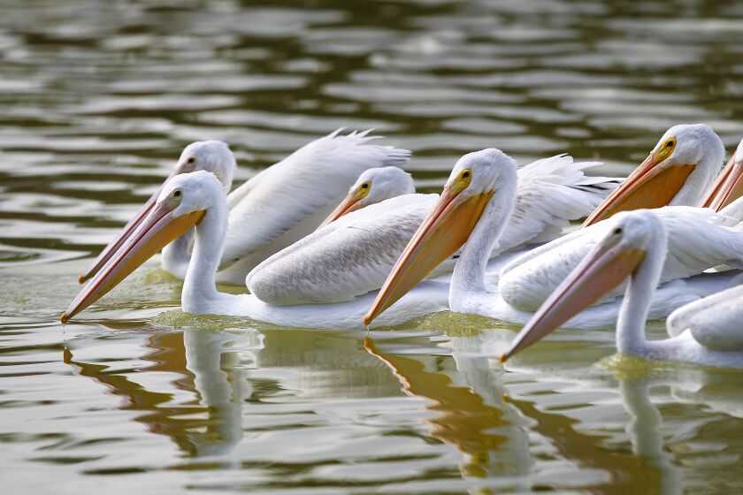 American white pelicans swim along the water at Lindo Lake in Lakeside looking for food on Thursday, Oct. 11, 2018. Unlike brown pelicans, white pelicans don't dive for food but catch their prey while swimming. (Photo by K.C. Alfred/San Diego Union-Tribune)