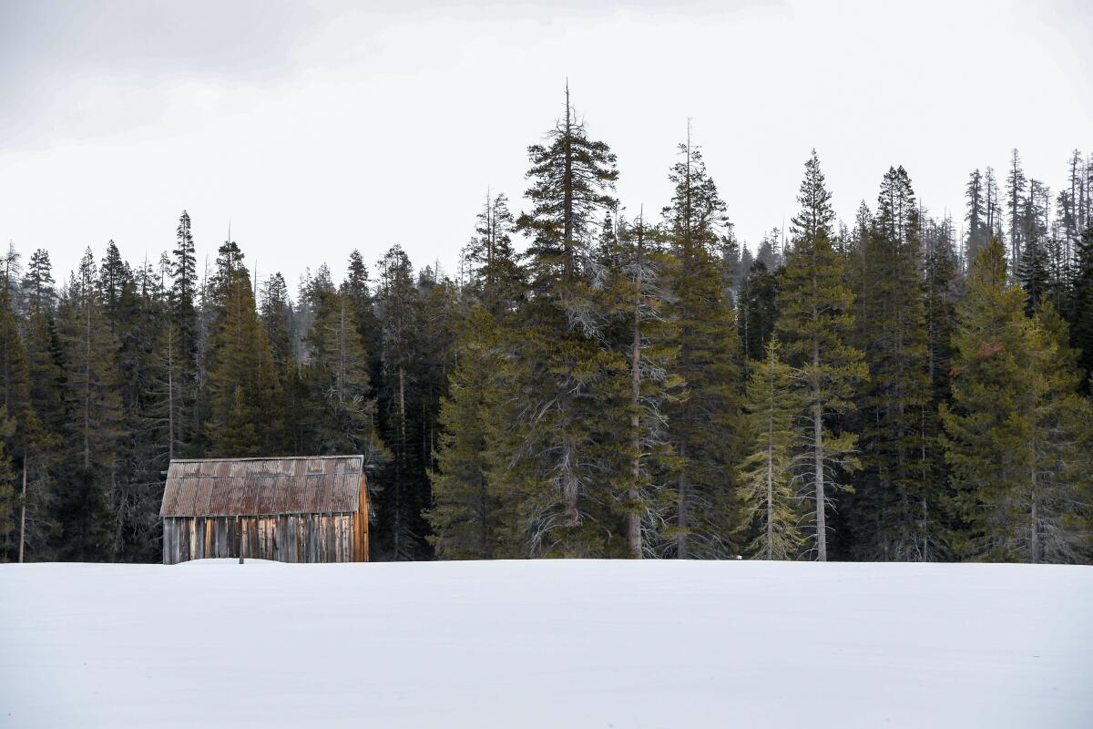 Snow blankets the Phillips Station meadow in the Sierra Nevada