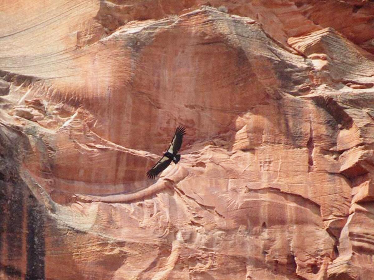 Condor in Utah