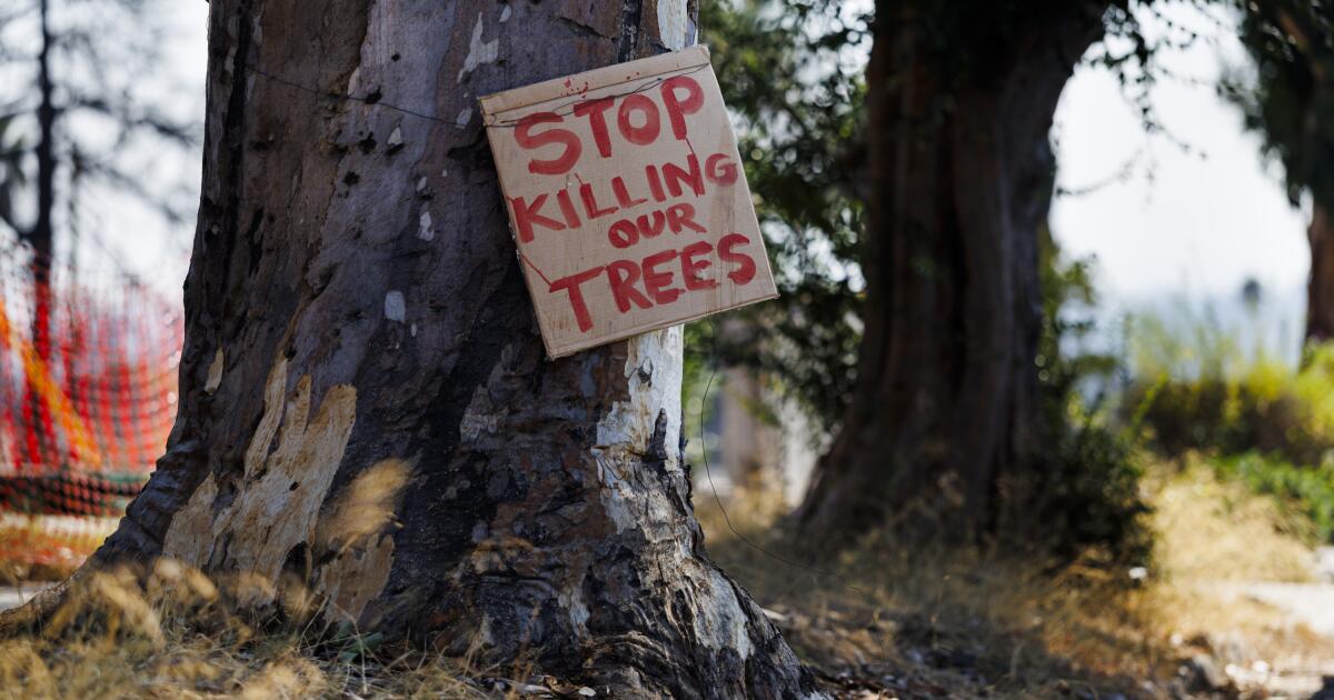 As tree removals continue in Altadena, residents raise concerns over future
