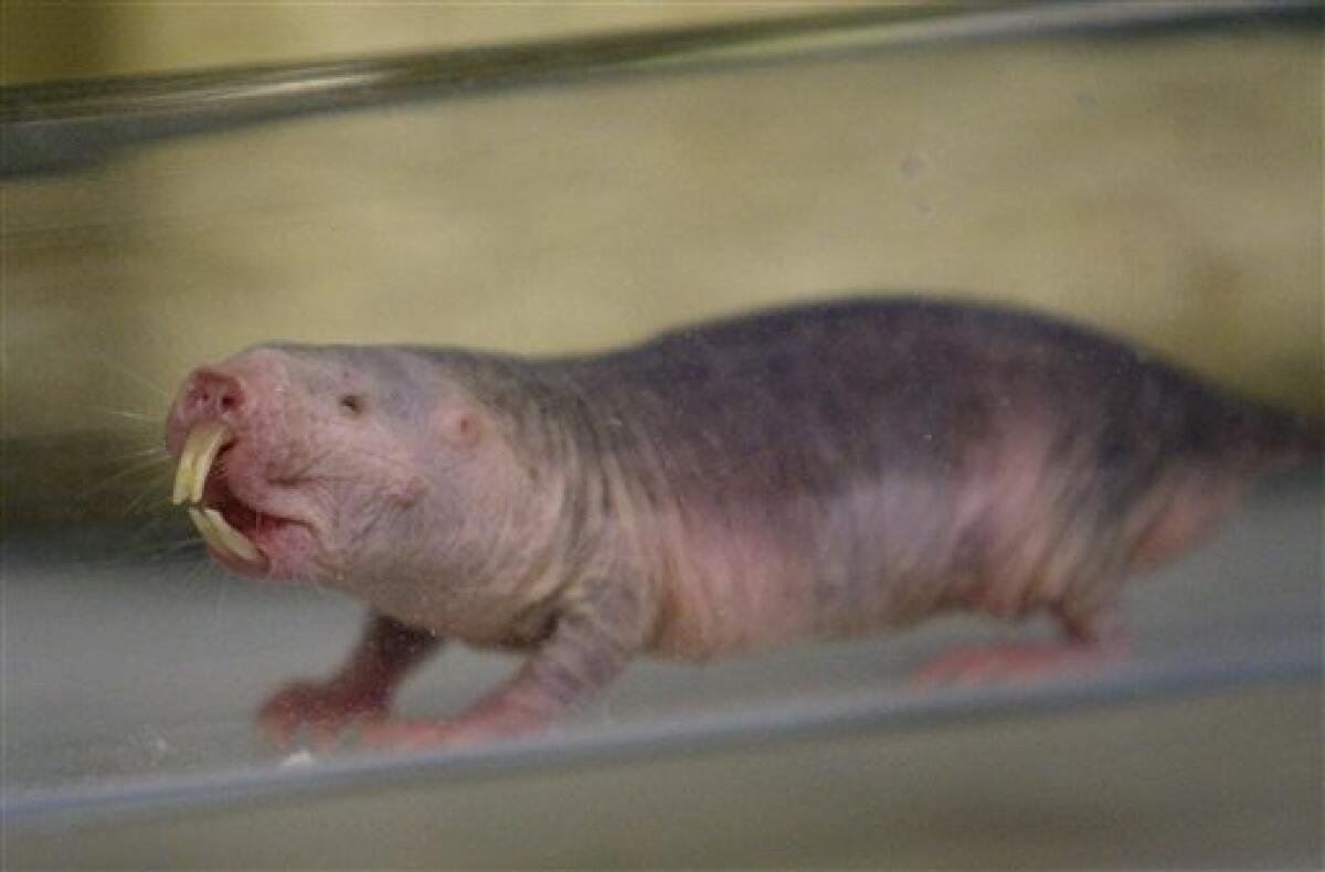 In this Oct. 21, 2009 photo, an older naked mole rat is shown at the Barshop Institute at the UT Health Science Center in San Antonio. Naked mole rats are becoming more popular in research laboratories, where the seemingly invulnerable rodents have surprised scientists with their ability to live up to 30 years and their potential to offer insights into human health. They're being used to study everything from aging to cancer to strokes. (AP Photo/Eric Gay)