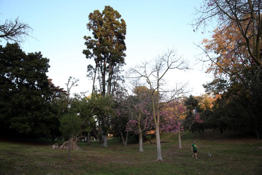 LOS ANGELES, CA-NOVEMBER 6, 2019: A person walks in Elysian Park's arboretum on November 6, 2019, in Los Angeles, California. The city's oldest trees are found in the park. (Photo By Dania Maxwell / Los Angeles Times)