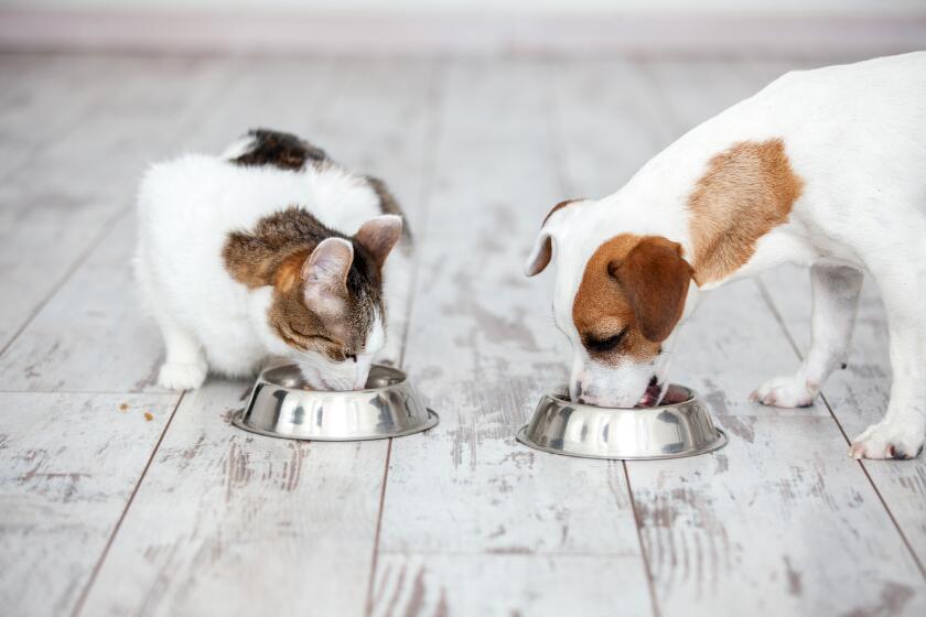 A cat and a dog eat in side-by-side bowls on a wooden floor.