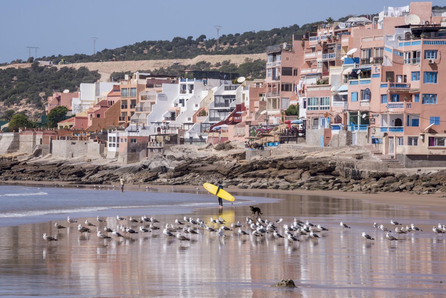 A surfer, surrounded by seagulls, observes the sea in Taghazout, Morocco.