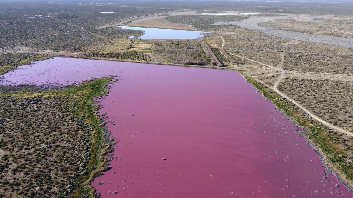 Las aguas de la laguna Corfo son rosadas en Trelew, provincia de Chubut, Argentina, el jueves 29 de julio de 2021. 