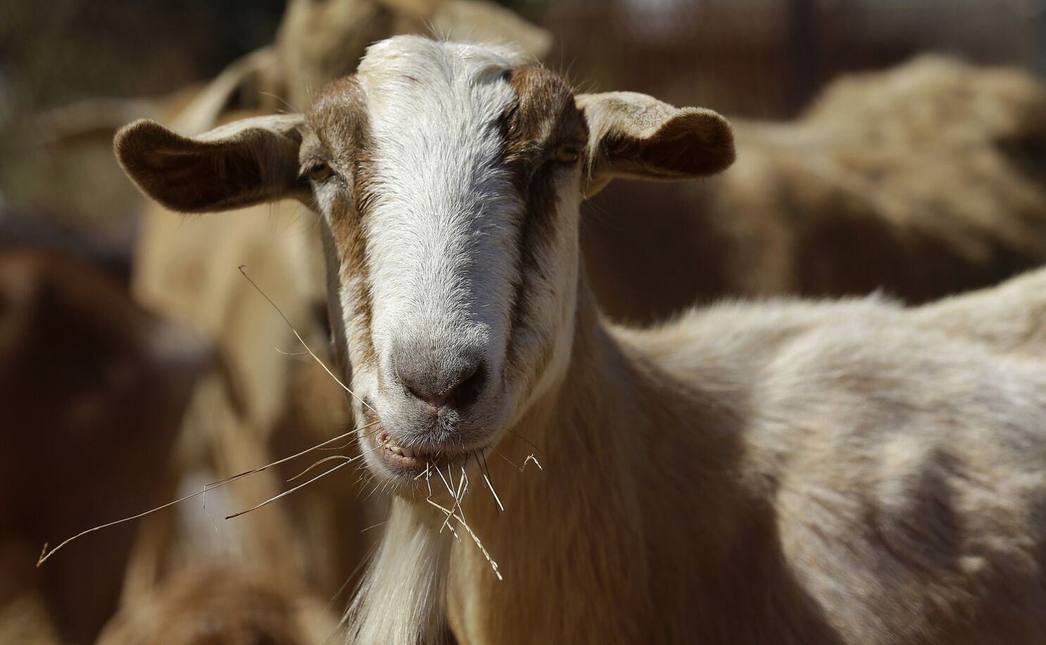 Syrian owner's goats returned after they strayed into Israel - Los Angeles  Times
