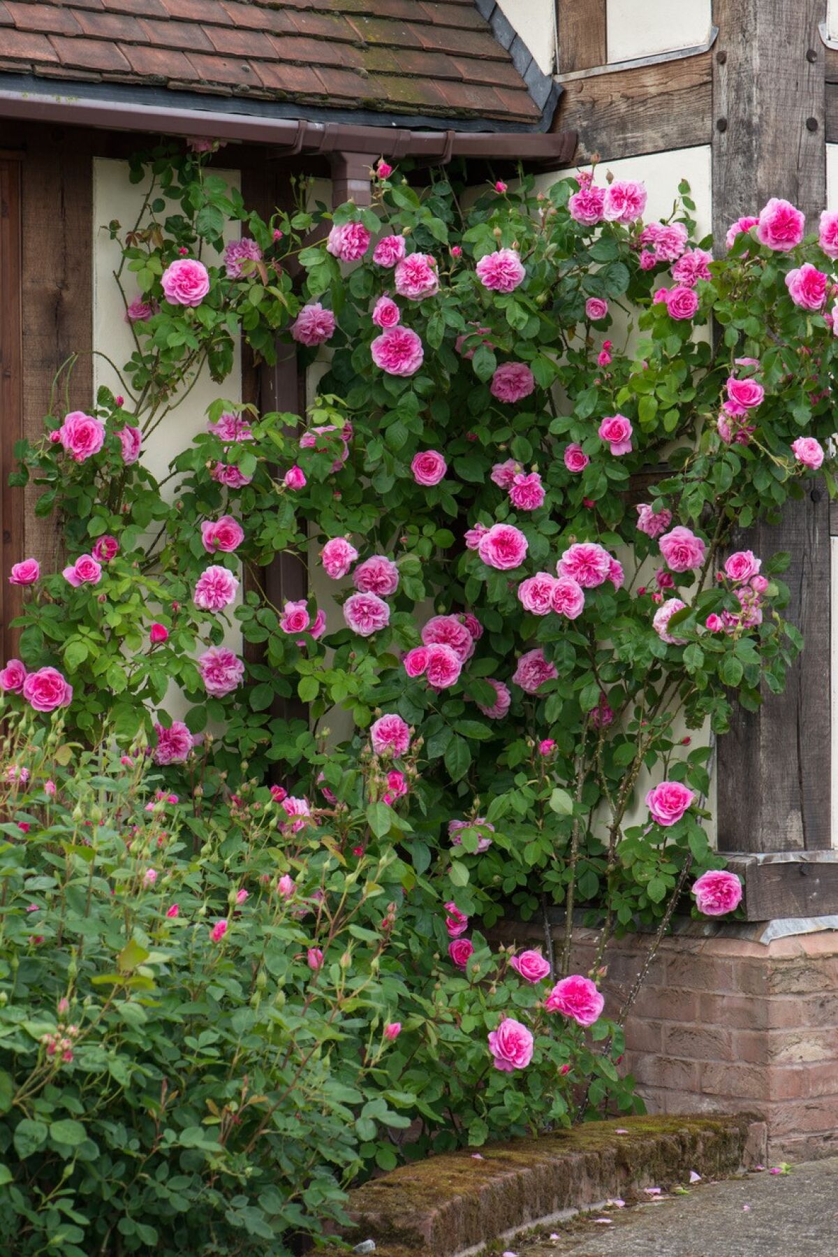 Gertrude Jekyll's pink rosette blooms have a strong, quintessential old rose fragrance. This climber is 8 to 10 feet tall.