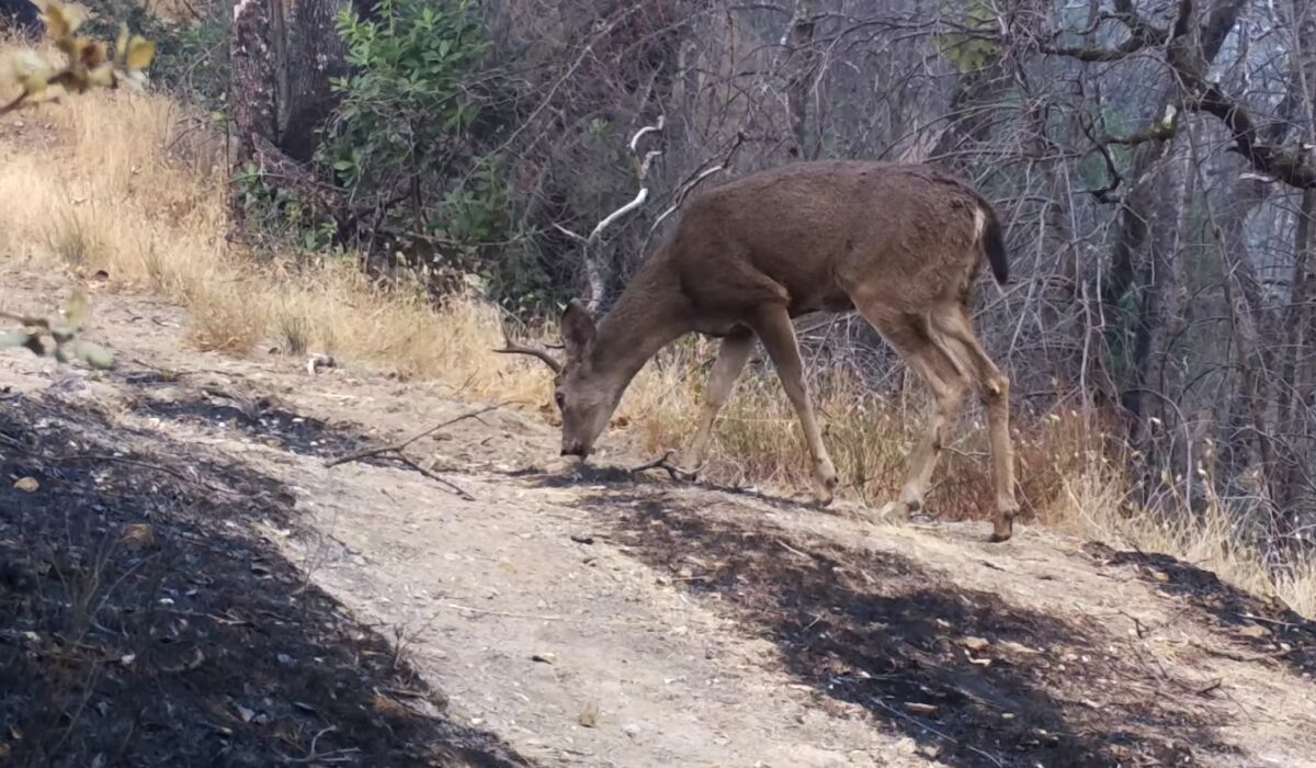 After California wildfire, animals begin to return to parks - Los Angeles Times After California wildfire, animals begin to return to parks - Los Angeles Times