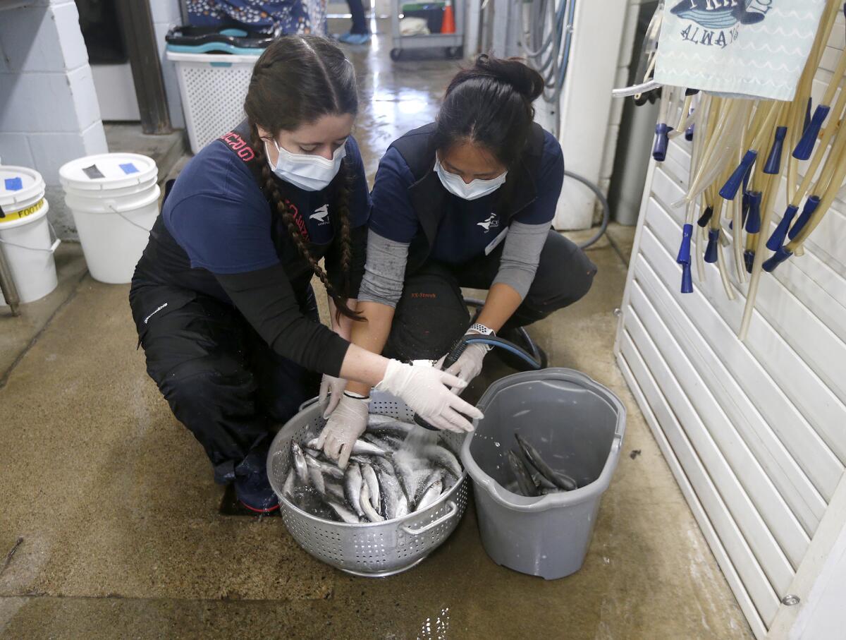 Volunteers Joelle Cassidy and Amanda Peng, from left, wash herring for sea lions at the Pacific Marine Mammal Center.
