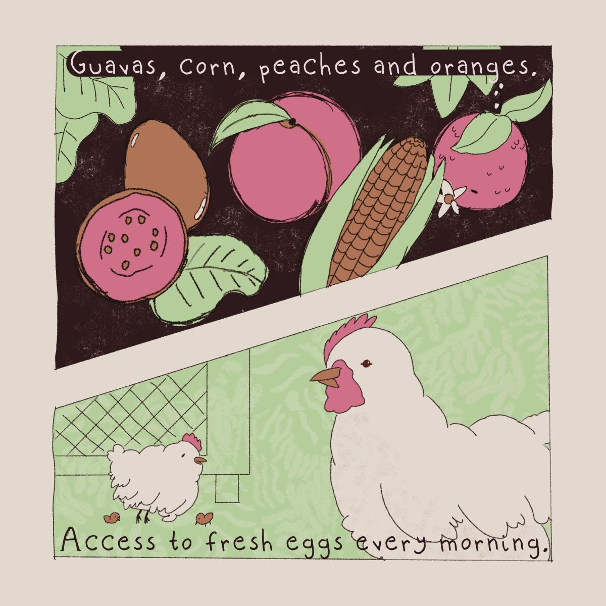 Guavas, corn, peaches and oranges. Access to fresh eggs every morning.