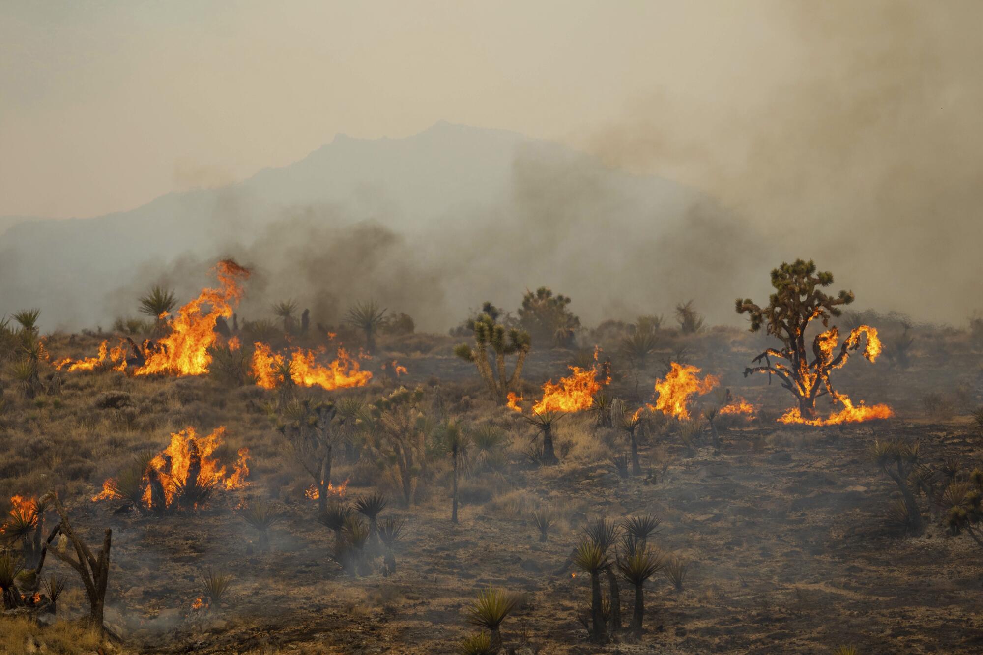 Joshua Trees burn in the desert.