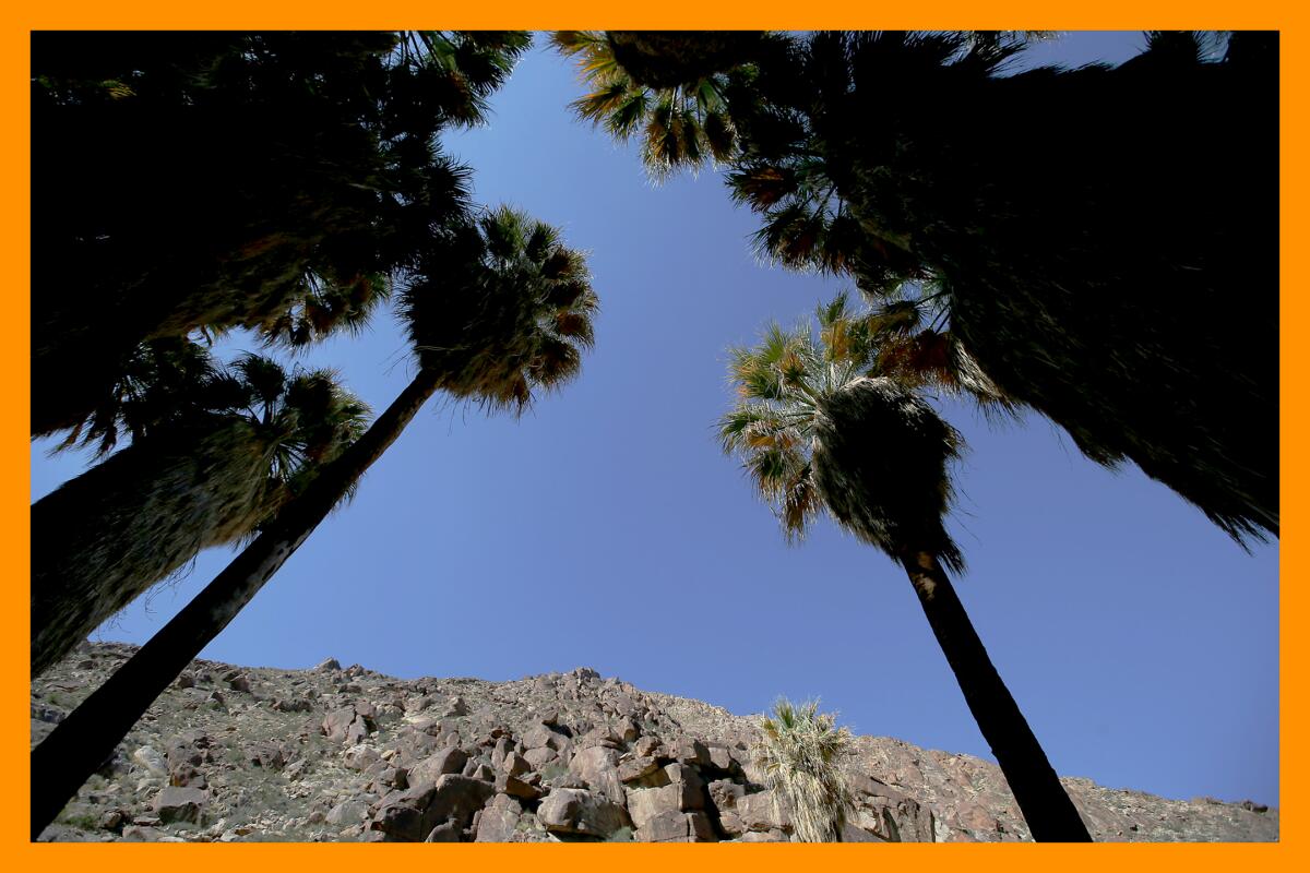 A view looking upward at rocky canyon walls and a cluster of palm trees