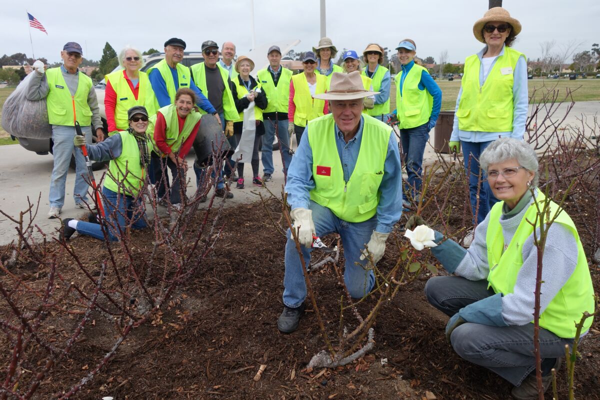 Members of the Point Loma Association’s Mean Green Team work at the Hugh Story Memorial Rose Garden at Liberty Station. 