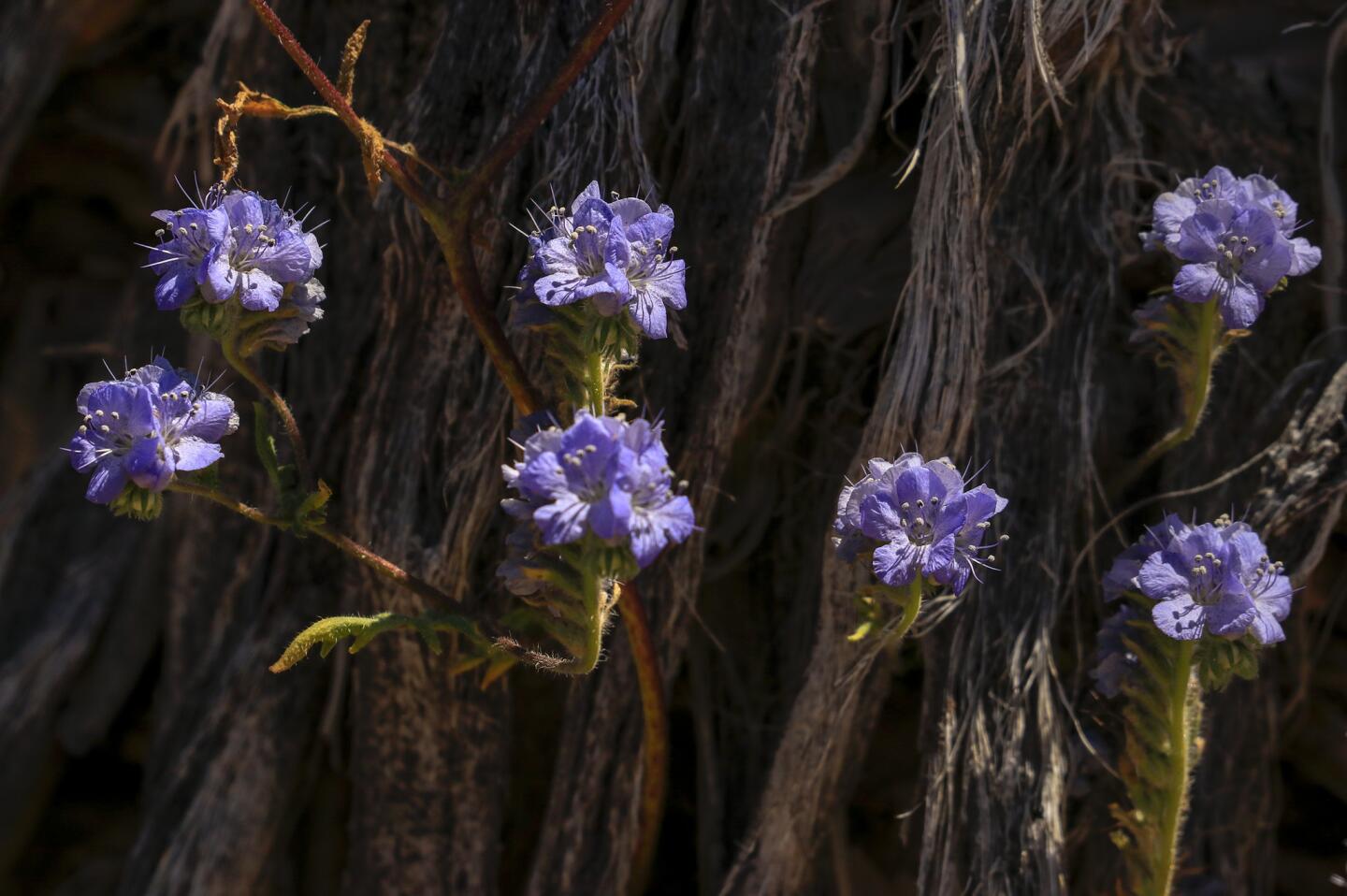 JOSHUA TREE NATIONAL PARK ,CA., APRIL 6, 2019: After a long wet winter the wildflowers like these blue phacelia (A.K.A Blue Curls) are blooming in a dead yucca plant in Joshua Tree National Park with a great show of color that is attracting visitors to this unique high desert destination April 6, 2019 (Mark Boster For the LA Times).