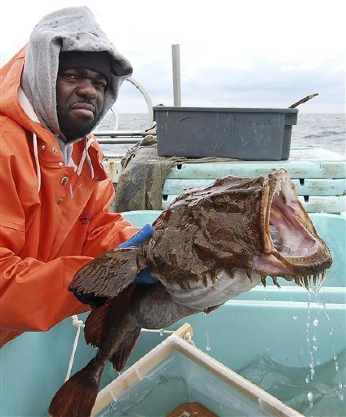 In this January 2010 photo provided by the National Oceanic and Atmospheric Administration's Northeast Fisheries Science Center, Larry Alade, of the National Oceanic and Atmospheric Administration's†Northeast Fisheries Science Center in Woods Hole, Mass., prepares to release a tagged monkfish into the North Atlantic Ocean off the coast of southern New England. The Monkfish Defense Fund argued in a July 2012 letter that the lack of monkfish information has led federal regulators to impose unneeded restrictions that are suppressing the catch on an abundant species. (AP Photo/National Oceanic and Atmospheric Administration's Northeast Fisheries Science Center)